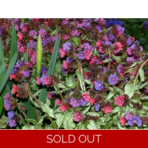 Pulmonaria 'Silver Shimmers'